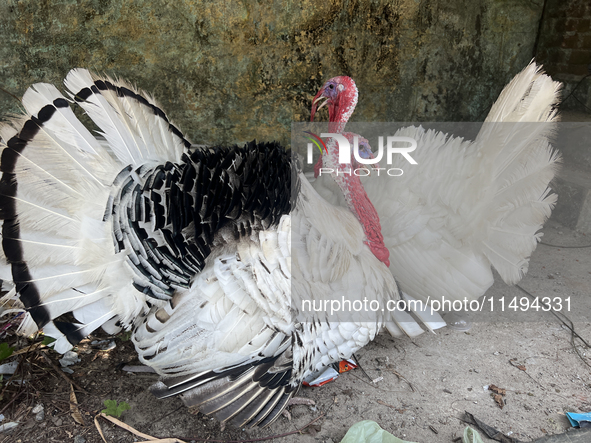 Turkeys are staying at a farmhouse near the city of Thiruvananthapuram (Trivandrum), Kerala, India, on March 31, 2024. 