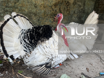 Turkeys are staying at a farmhouse near the city of Thiruvananthapuram (Trivandrum), Kerala, India, on March 31, 2024. (