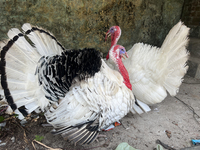 Turkeys are staying at a farmhouse near the city of Thiruvananthapuram (Trivandrum), Kerala, India, on March 31, 2024. (