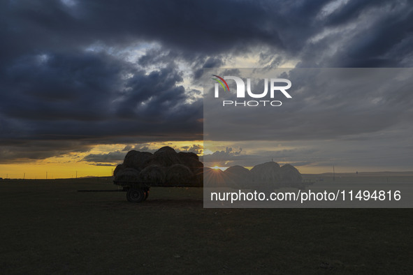 Cattle, horses, and camels are foraging on the grassland in Hulunbuir, China, on August 19, 2024. 