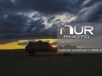 Cattle, horses, and camels are foraging on the grassland in Hulunbuir, China, on August 19, 2024. (