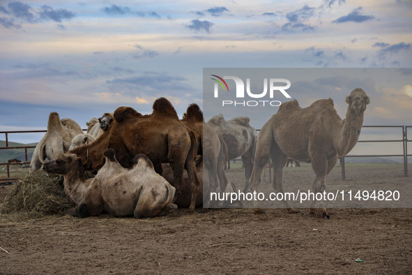 Cattle, horses, and camels are foraging on the grassland in Hulunbuir, China, on August 19, 2024. 