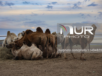 Cattle, horses, and camels are foraging on the grassland in Hulunbuir, China, on August 19, 2024. (