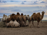 Cattle, horses, and camels are foraging on the grassland in Hulunbuir, China, on August 19, 2024. (