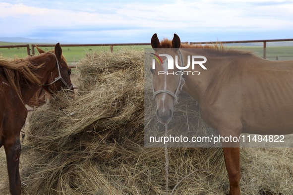 Cattle, horses, and camels are foraging on the grassland in Hulunbuir, China, on August 19, 2024. 