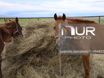 Cattle, horses, and camels are foraging on the grassland in Hulunbuir, China, on August 19, 2024. (