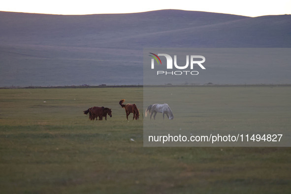 Cattle, horses, and camels are foraging on the grassland in Hulunbuir, China, on August 19, 2024. 