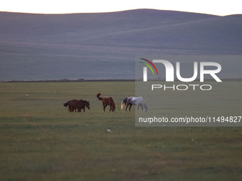 Cattle, horses, and camels are foraging on the grassland in Hulunbuir, China, on August 19, 2024. (