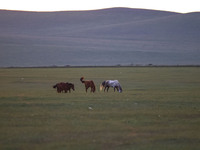 Cattle, horses, and camels are foraging on the grassland in Hulunbuir, China, on August 19, 2024. (