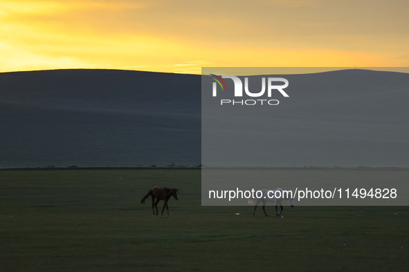 Cattle, horses, and camels are foraging on the grassland in Hulunbuir, China, on August 19, 2024. 