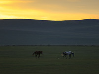 Cattle, horses, and camels are foraging on the grassland in Hulunbuir, China, on August 19, 2024. (