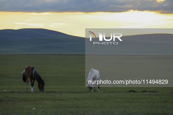 Cattle, horses, and camels are foraging on the grassland in Hulunbuir, China, on August 19, 2024. 