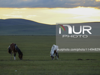 Cattle, horses, and camels are foraging on the grassland in Hulunbuir, China, on August 19, 2024. (