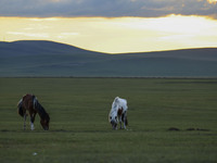 Cattle, horses, and camels are foraging on the grassland in Hulunbuir, China, on August 19, 2024. (