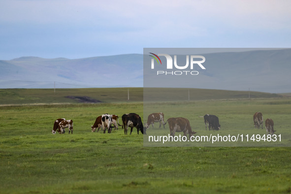 Cattle, horses, and camels are foraging on the grassland in Hulunbuir, China, on August 19, 2024. 