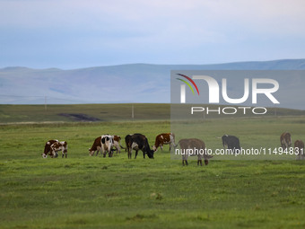 Cattle, horses, and camels are foraging on the grassland in Hulunbuir, China, on August 19, 2024. (