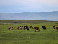 Cattle, horses, and camels are foraging on the grassland in Hulunbuir, China, on August 19, 2024. (