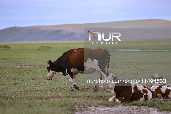 Cattle, horses, and camels are foraging on the grassland in Hulunbuir, China, on August 19, 2024. 