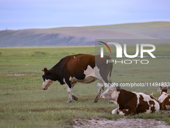 Cattle, horses, and camels are foraging on the grassland in Hulunbuir, China, on August 19, 2024. (