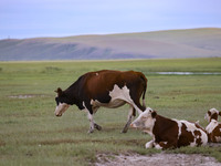 Cattle, horses, and camels are foraging on the grassland in Hulunbuir, China, on August 19, 2024. (