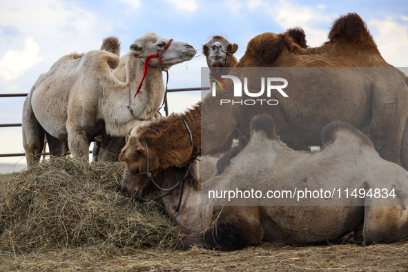 Cattle, horses, and camels are foraging on the grassland in Hulunbuir, China, on August 19, 2024. 