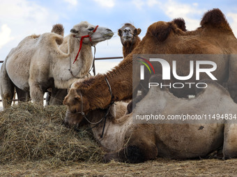 Cattle, horses, and camels are foraging on the grassland in Hulunbuir, China, on August 19, 2024. (