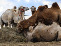 Cattle, horses, and camels are foraging on the grassland in Hulunbuir, China, on August 19, 2024. (