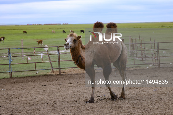 Cattle, horses, and camels are foraging on the grassland in Hulunbuir, China, on August 19, 2024. 