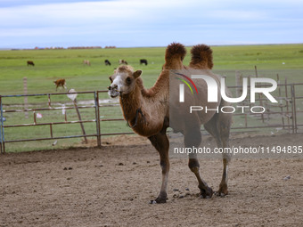 Cattle, horses, and camels are foraging on the grassland in Hulunbuir, China, on August 19, 2024. (