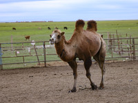 Cattle, horses, and camels are foraging on the grassland in Hulunbuir, China, on August 19, 2024. (