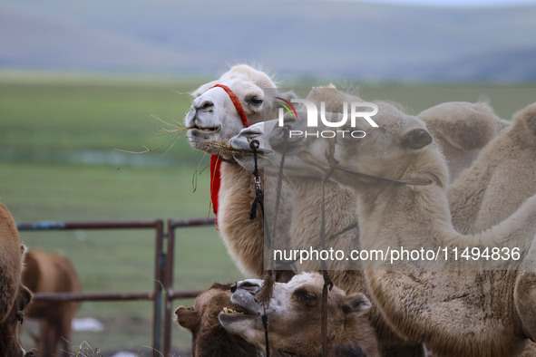 Cattle, horses, and camels are foraging on the grassland in Hulunbuir, China, on August 19, 2024. 