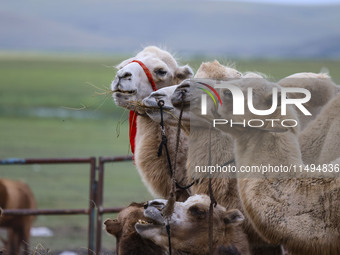 Cattle, horses, and camels are foraging on the grassland in Hulunbuir, China, on August 19, 2024. (