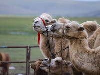 Cattle, horses, and camels are foraging on the grassland in Hulunbuir, China, on August 19, 2024. (