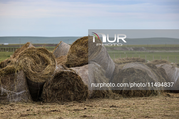 Cattle, horses, and camels are foraging on the grassland in Hulunbuir, China, on August 19, 2024. 