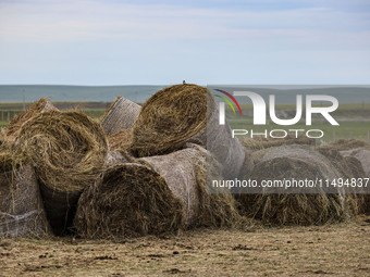 Cattle, horses, and camels are foraging on the grassland in Hulunbuir, China, on August 19, 2024. (