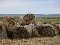 Cattle, horses, and camels are foraging on the grassland in Hulunbuir, China, on August 19, 2024. (