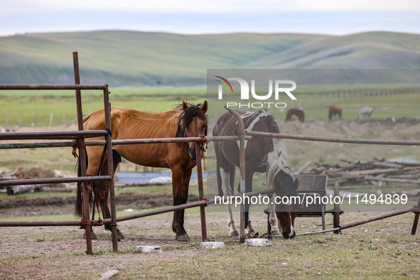 Cattle, horses, and camels are foraging on the grassland in Hulunbuir, China, on August 19, 2024. 