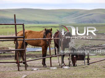 Cattle, horses, and camels are foraging on the grassland in Hulunbuir, China, on August 19, 2024. (