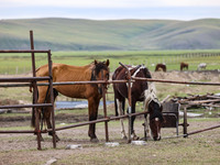 Cattle, horses, and camels are foraging on the grassland in Hulunbuir, China, on August 19, 2024. (