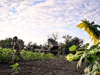 An artilleryman of the 110th Marko Bezruchko Separate Mechanized Brigade who is serving in the Pokrovsk direction is by an RM-70 multiple ro...