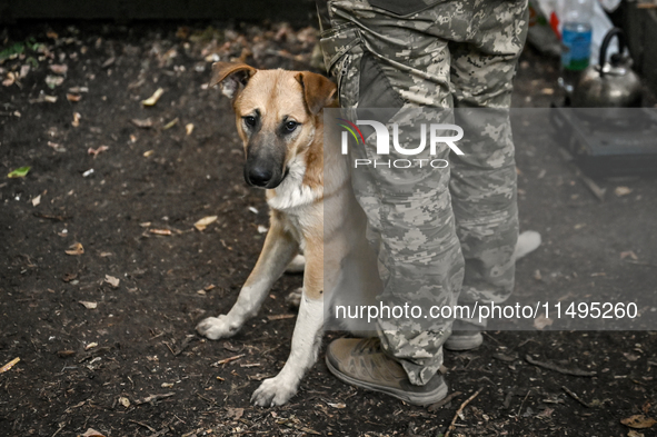 A dog is staying at the feet of an artilleryman of the 110th Marko Bezruchko Separate Mechanized Brigade in the Pokrovsk direction in Donets...