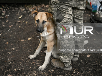 A dog is staying at the feet of an artilleryman of the 110th Marko Bezruchko Separate Mechanized Brigade in the Pokrovsk direction in Donets...