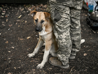 A dog is staying at the feet of an artilleryman of the 110th Marko Bezruchko Separate Mechanized Brigade in the Pokrovsk direction in Donets...