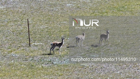 Tibetan antelopes are living in the uninhabited area of Changtang in Ngari, Tibet, China, on August 11, 2024. 