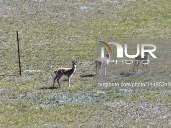 Tibetan antelopes are living in the uninhabited area of Changtang in Ngari, Tibet, China, on August 11, 2024. (