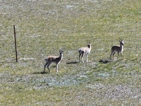 Tibetan antelopes are living in the uninhabited area of Changtang in Ngari, Tibet, China, on August 11, 2024. (