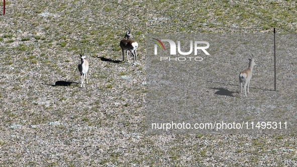 Tibetan antelopes are living in the uninhabited area of Changtang in Ngari, Tibet, China, on August 11, 2024. 