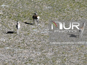 Tibetan antelopes are living in the uninhabited area of Changtang in Ngari, Tibet, China, on August 11, 2024. (