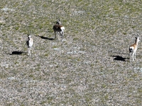 Tibetan antelopes are living in the uninhabited area of Changtang in Ngari, Tibet, China, on August 11, 2024. (