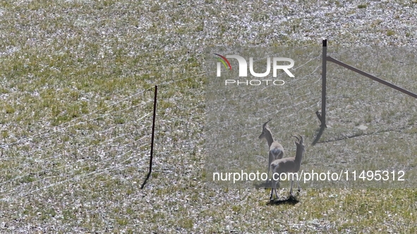 Tibetan antelopes are living in the uninhabited area of Changtang in Ngari, Tibet, China, on August 11, 2024. 